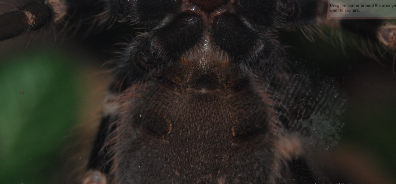 Juvenile N. chromatus