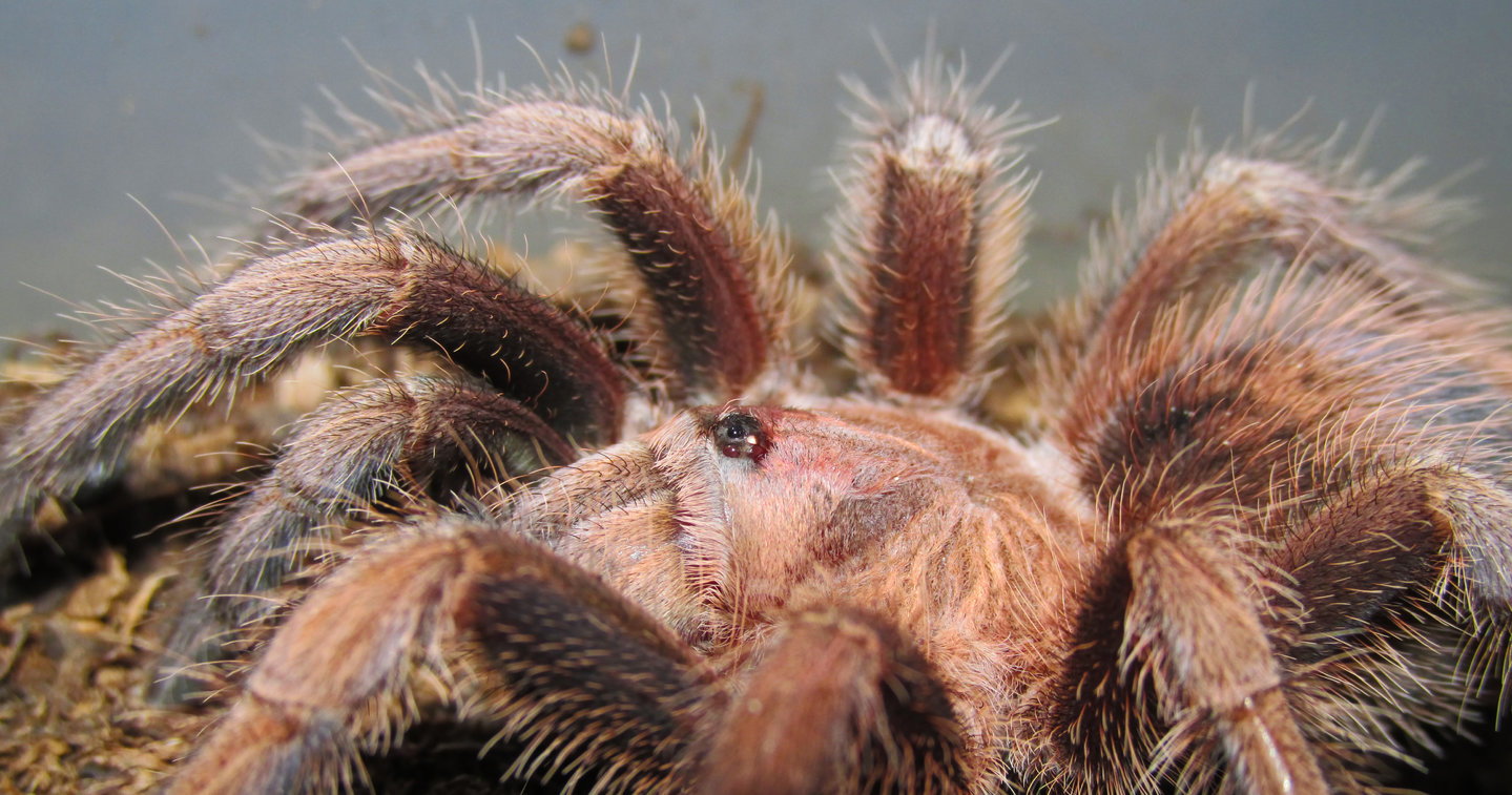 Juvenile P. cancerides