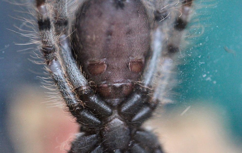 Juvenile P. formosa