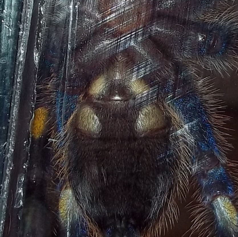 Juvenile P. Metallica (male Or Female?)