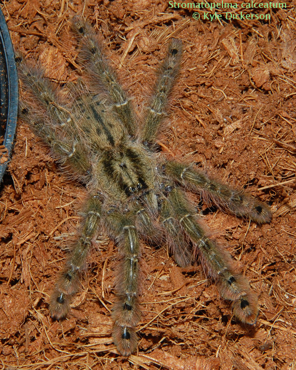 Juvenile Stromatopelma calceatum