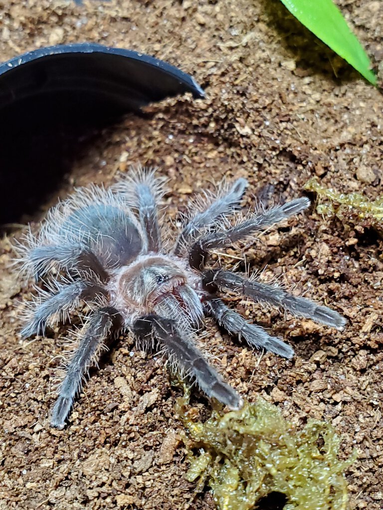 Juvenile T.albopilosus (hobby form) hanging out