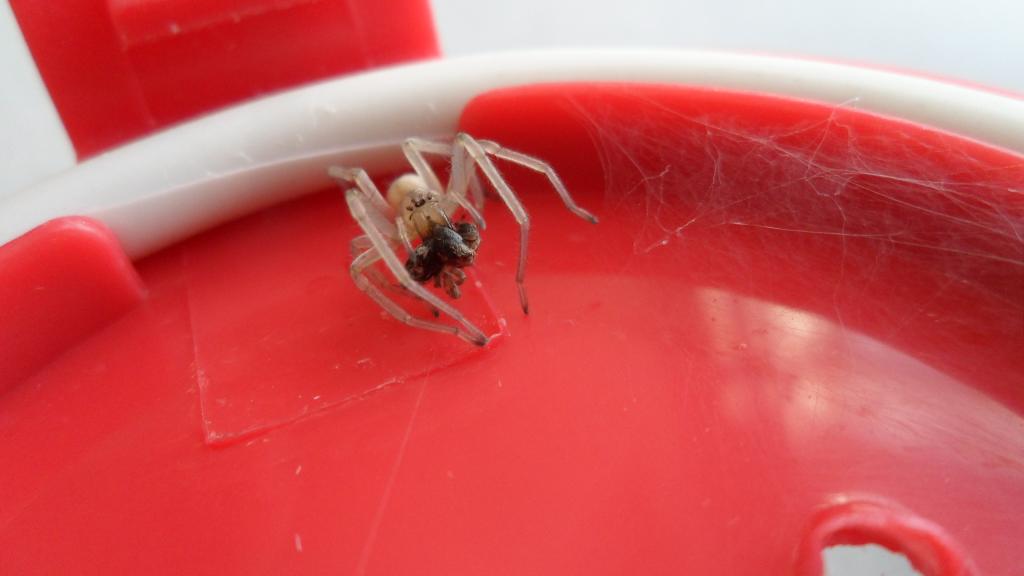 Juvenile Yellow Sac Spider