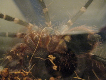 Juvi A Geniculata