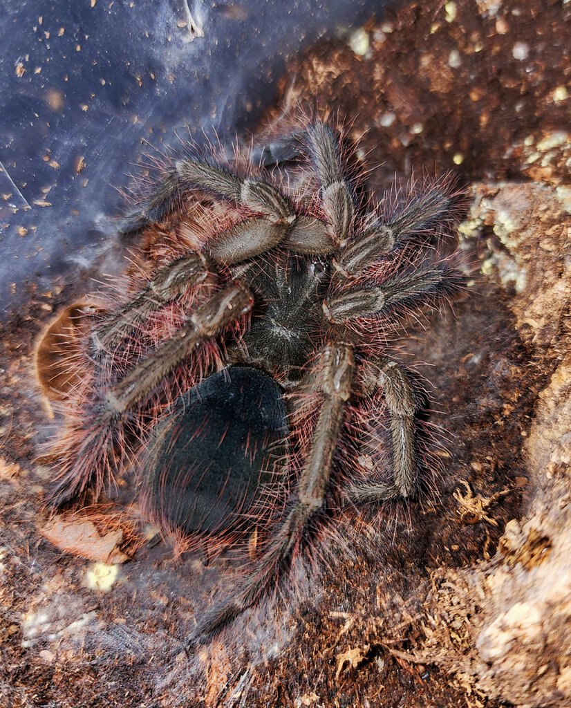 Juvi fem T blondi, freshly molted