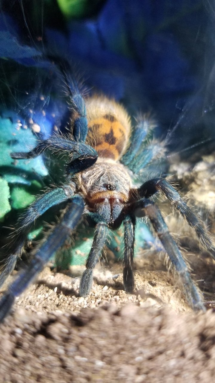 Juvi female