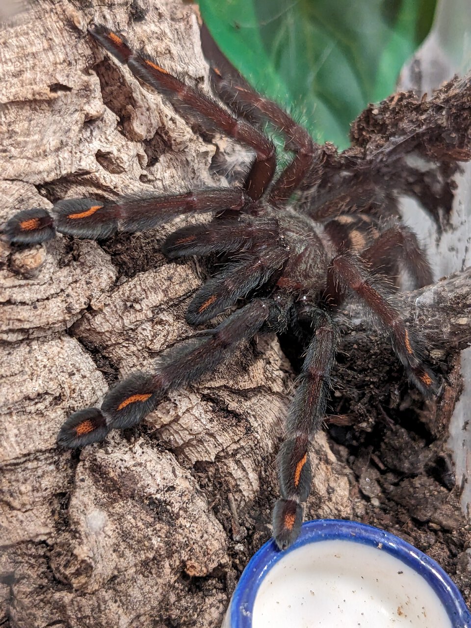 Juvi Psalmopoeus irminia "Spunk"