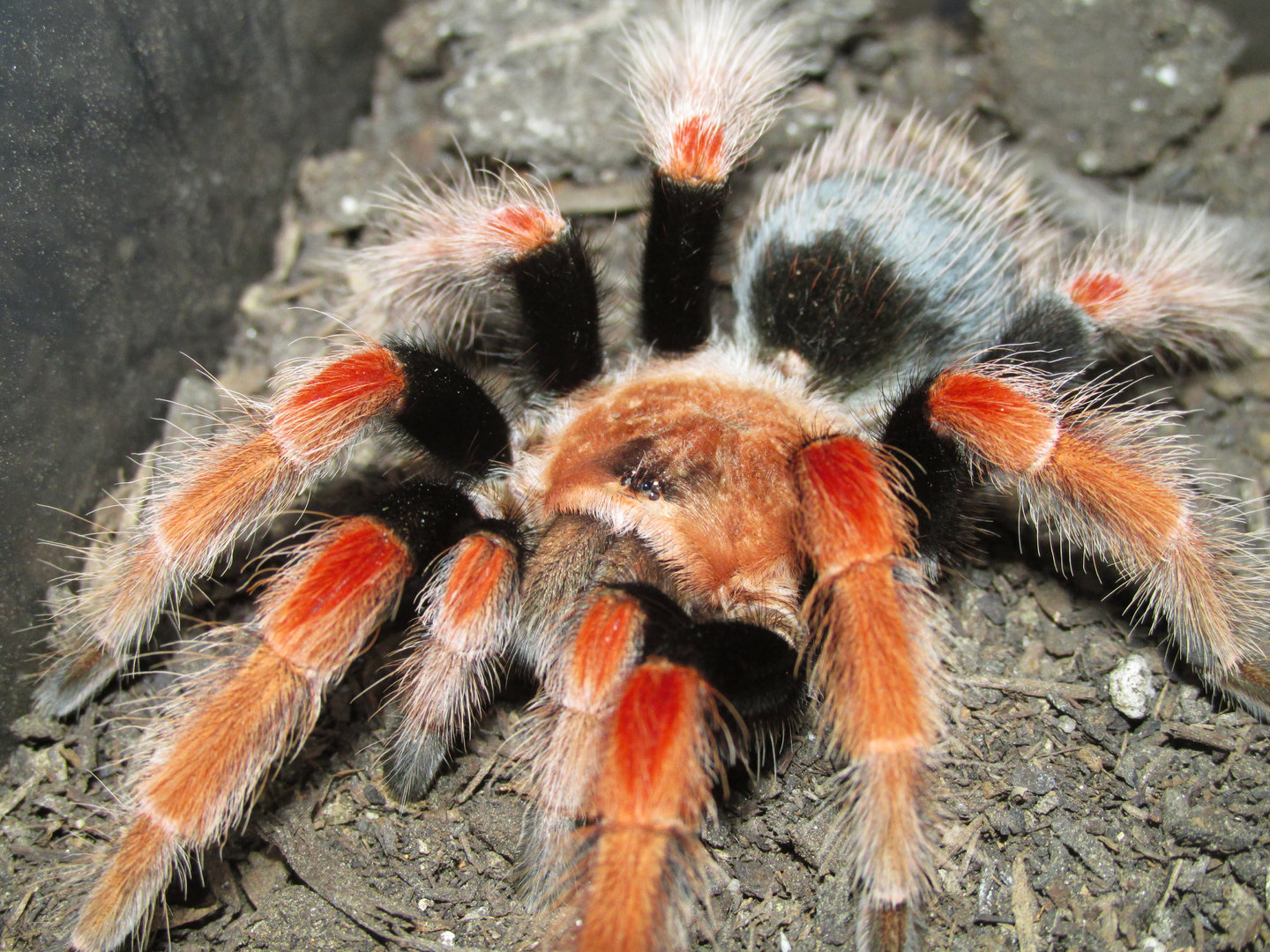 Juvie B. boehmei