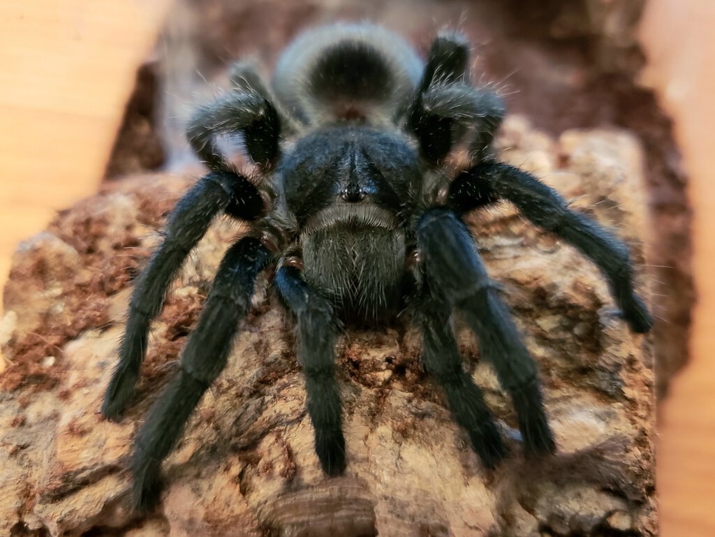 Juvie G. pulchra