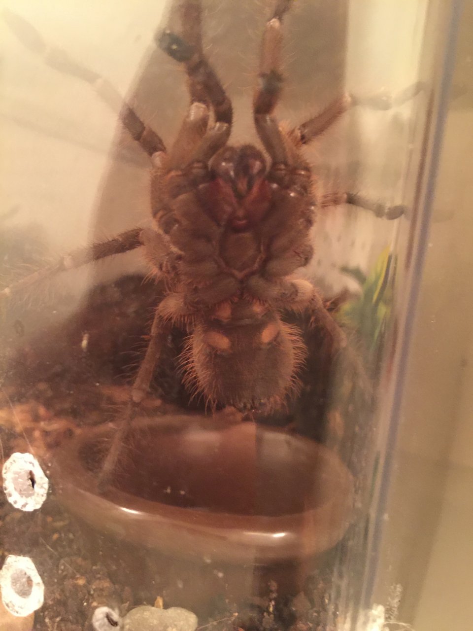 Juvie T. stirmi