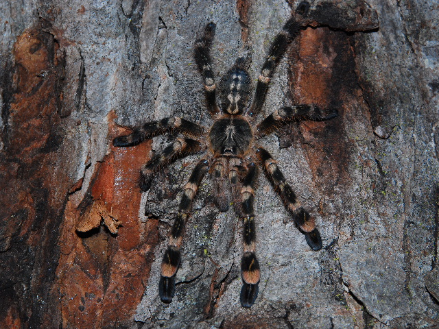 juvinile male p. subfusca