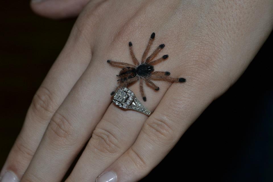 Kaialah-My Avicularia azuraklaasi