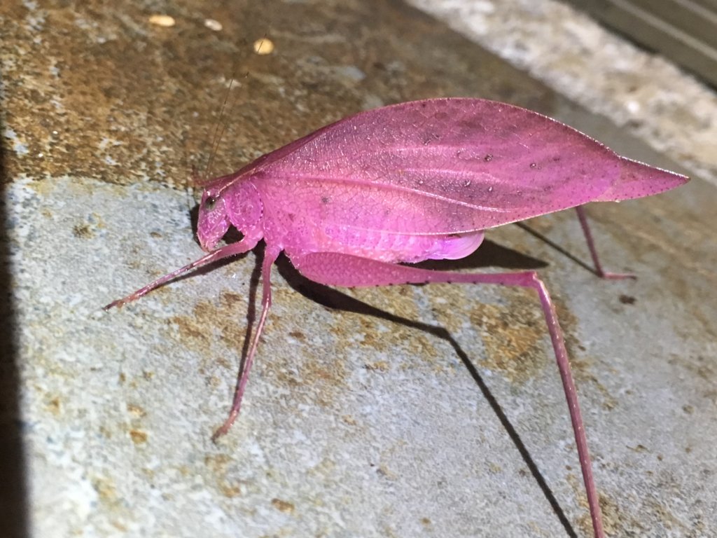 Katydid with erythrism, Costa Rica