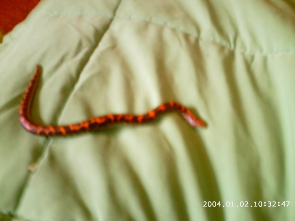 Kenyen Sand Boa