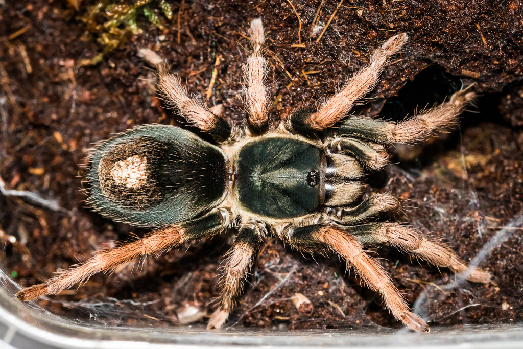 Kochiana brunnipes, adult female