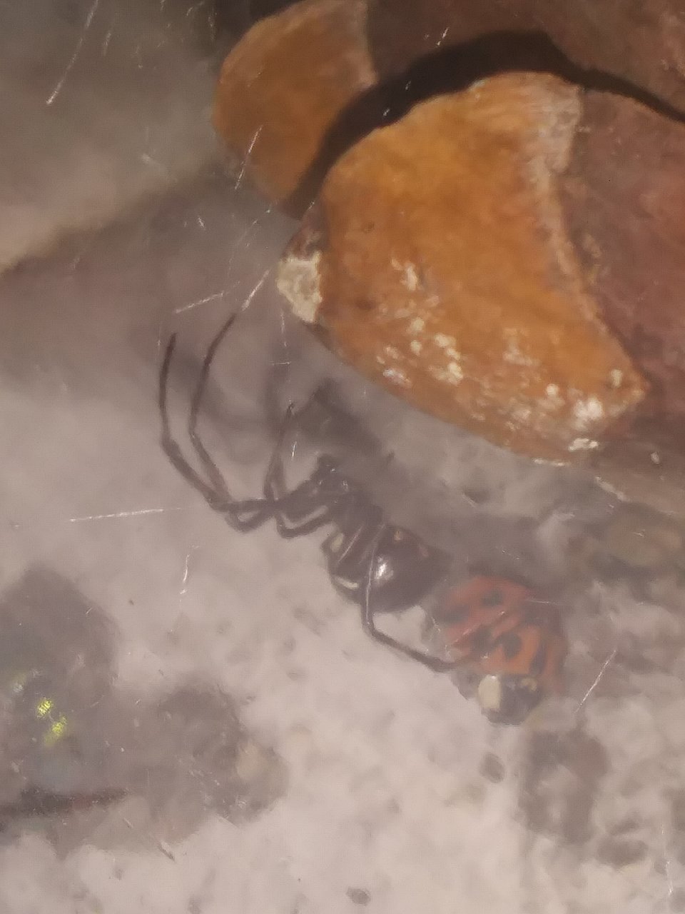 Koros, 5th instar male L. Variolus