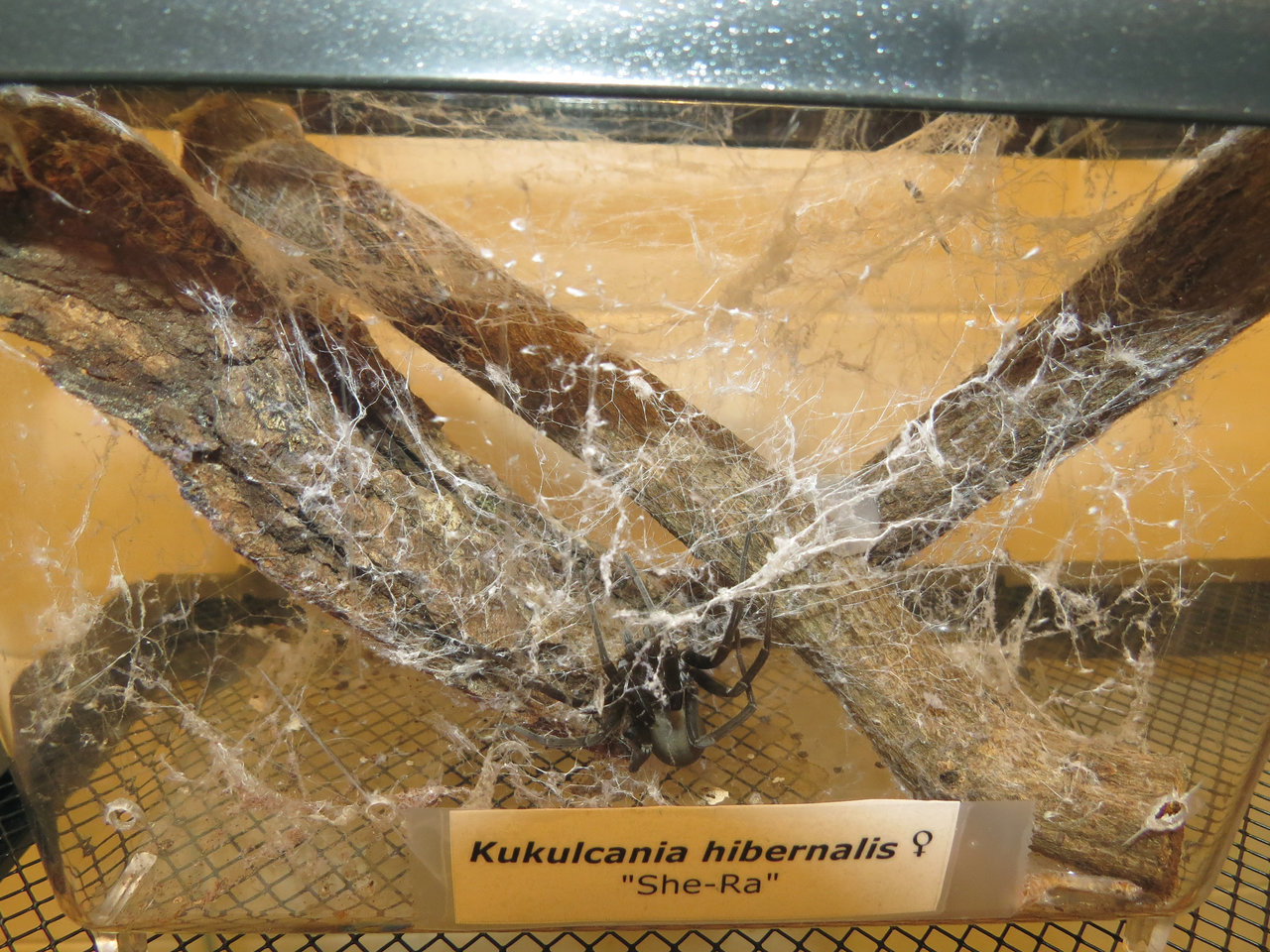 Kukulcania hibernalis Enclosure: Kritter Keeper