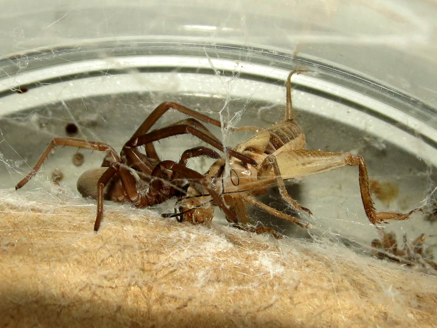 Kukulcania hibernalis Feeding