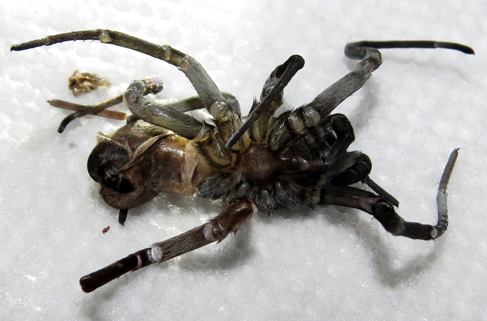 Kukulcania hibernalis Molt Surgery [3/7]