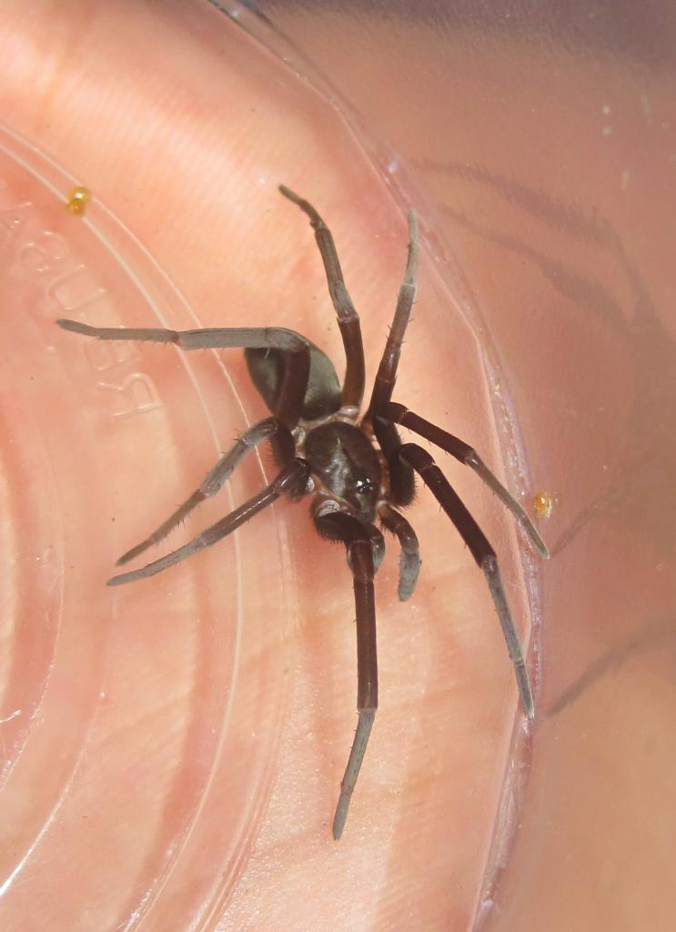 Kukulcania Hibernalis (southern House Spider)