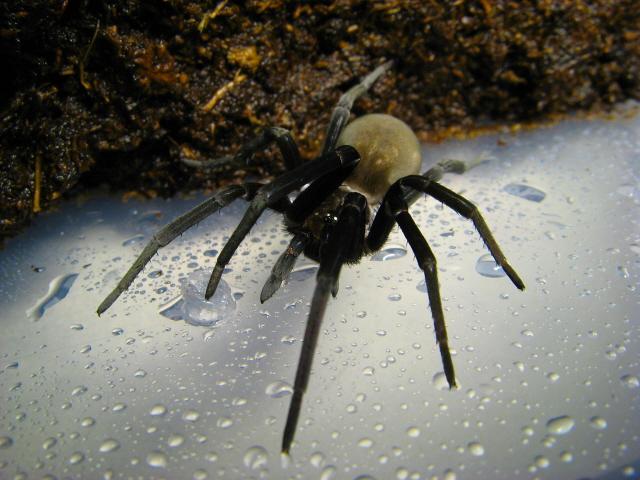 Kukulcania hibernalis - Southern House Spider