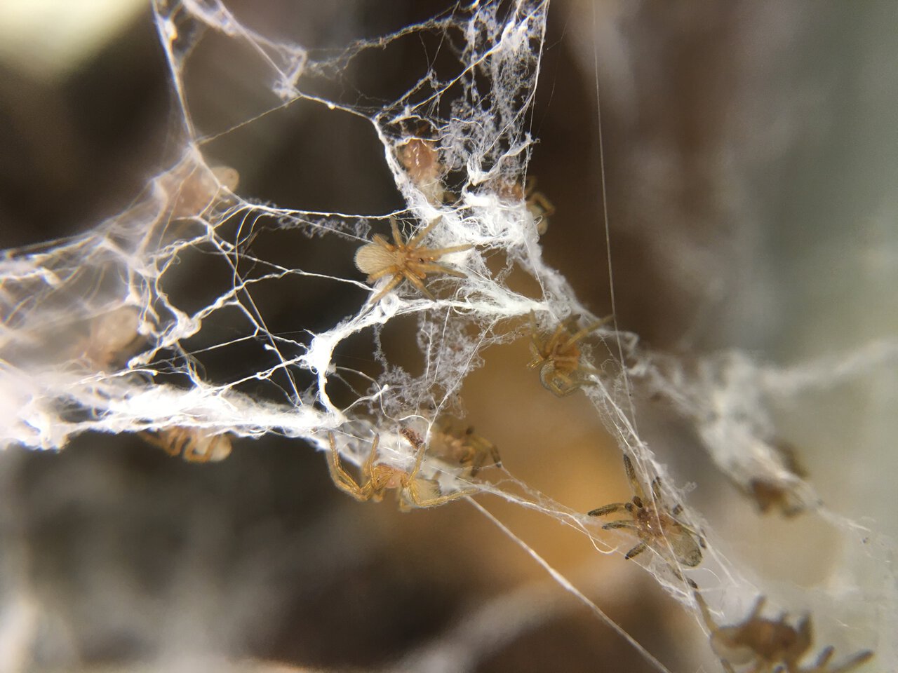 Kukulcania hibernalis spiderlings