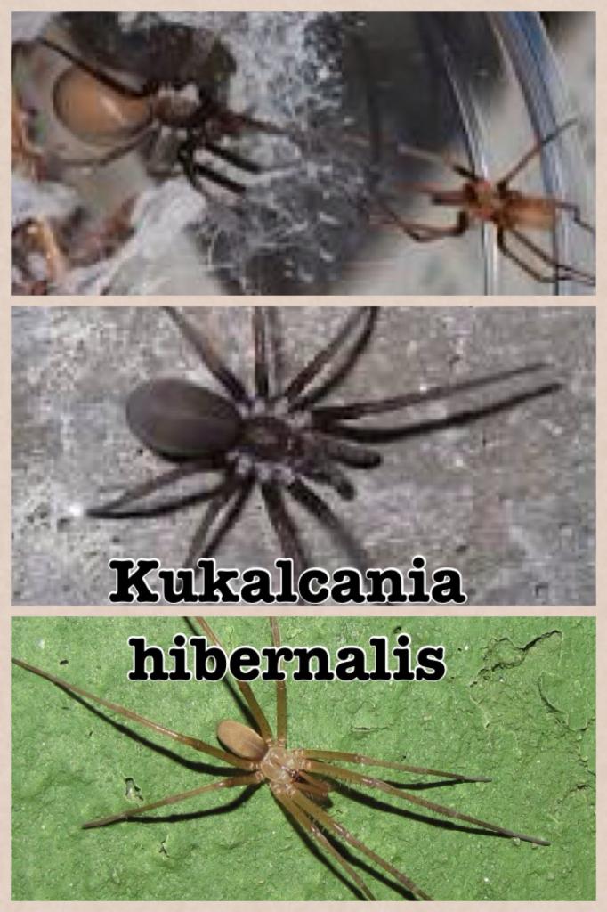 Kukulcania hibernalis