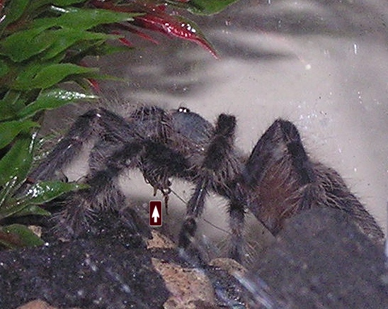 L. difficilis eating cricket