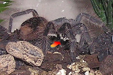 L. difficilis eating cricket