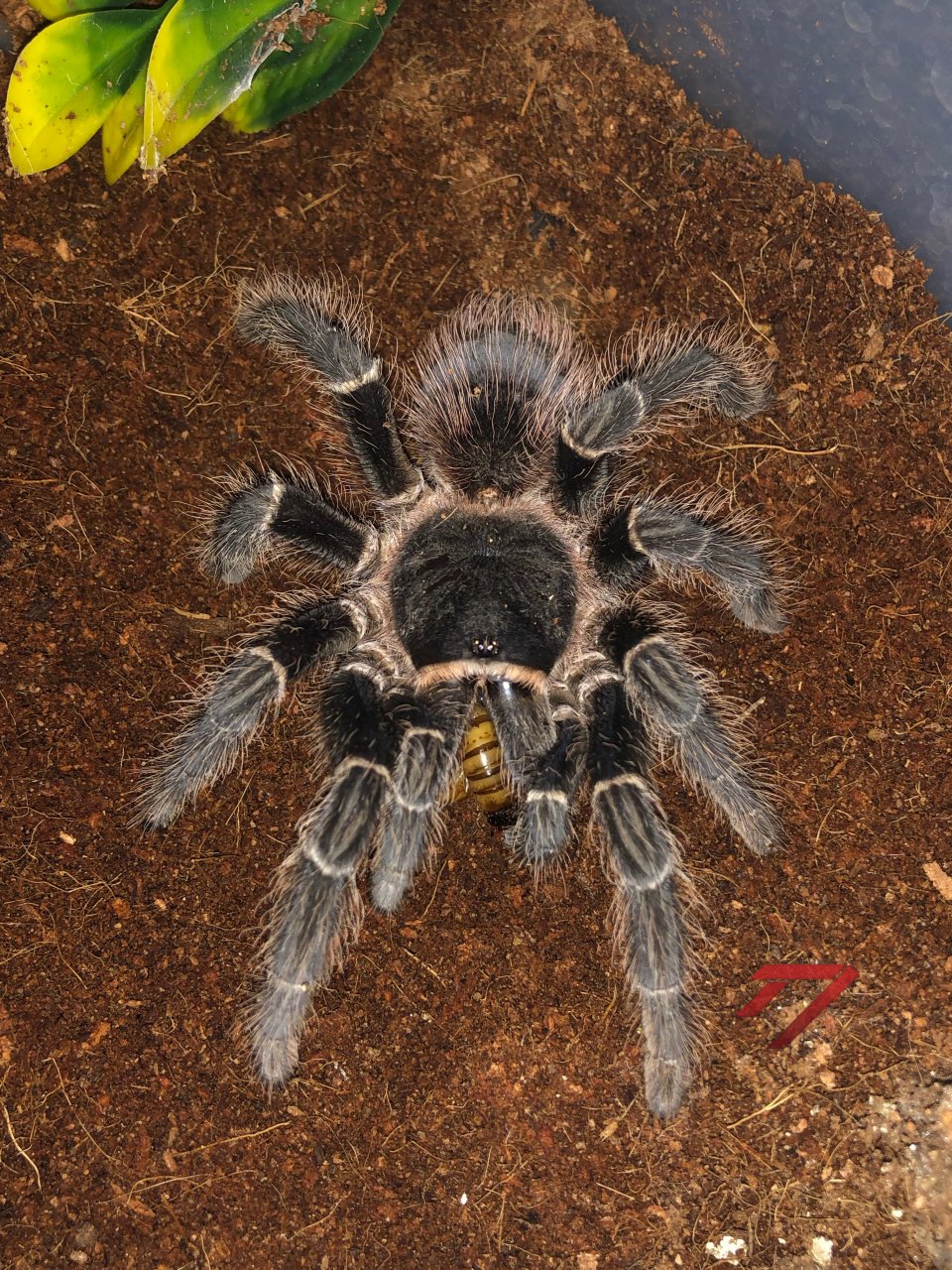 L. difficilis female