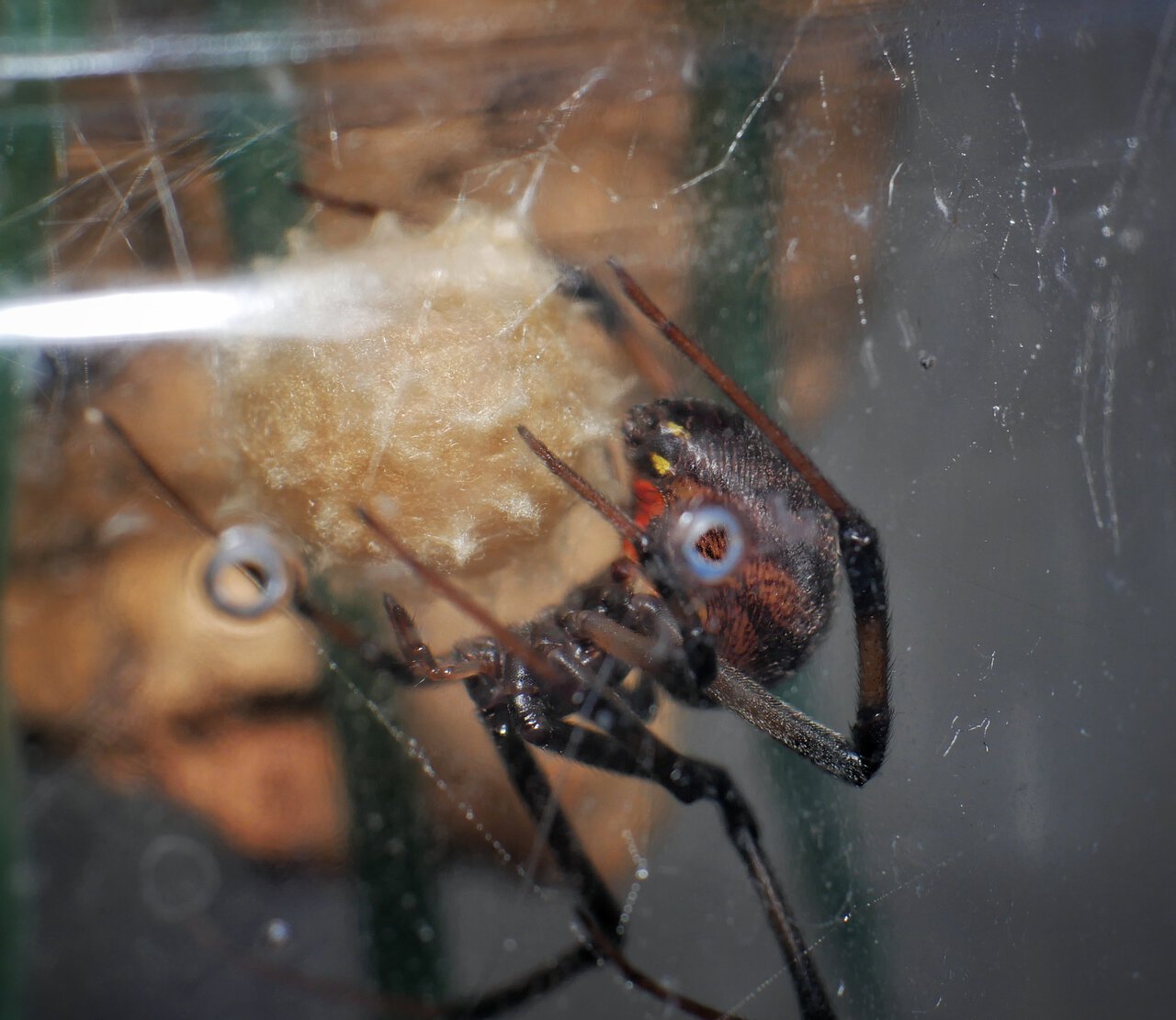 L geometricus with eggsac