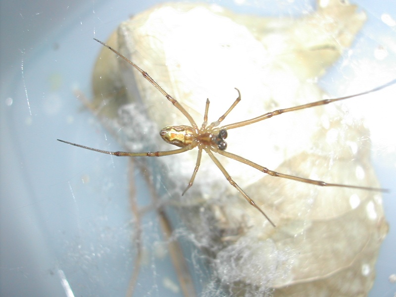 L. Hesperus male