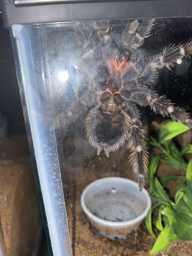 L.p recently molted