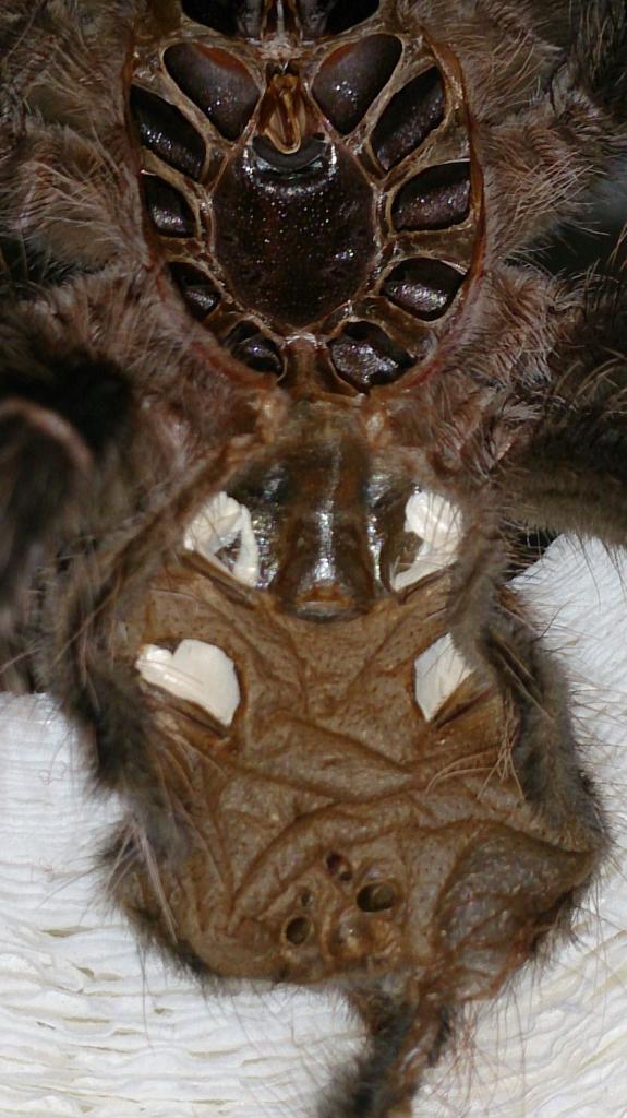 L.parahybana 12cm