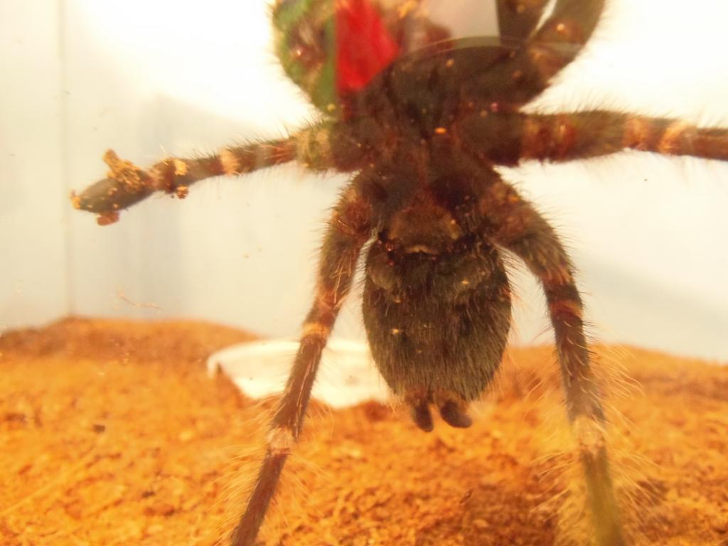 L parahybana 5&quot; - male or female?