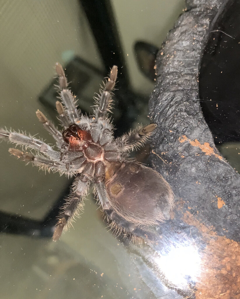 L. Parahybana.. any guesses?