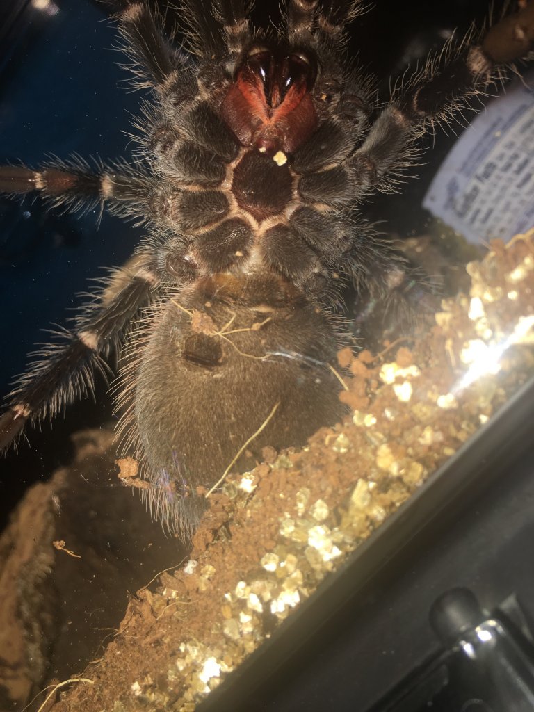 L. parahybana DLS 4.5"