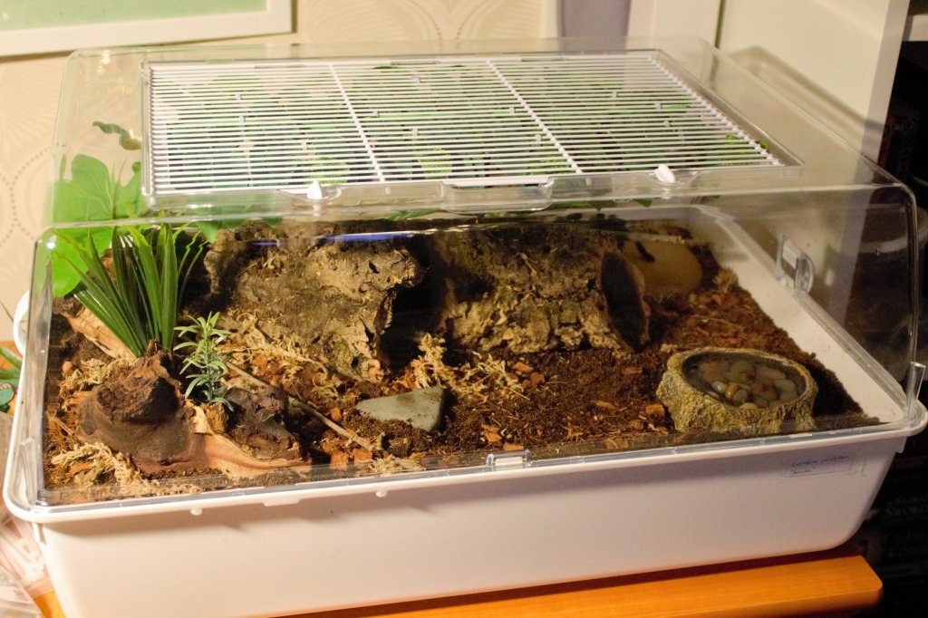 L. parahybana enclosure