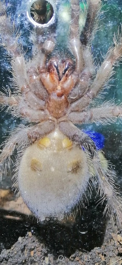 L-Parahybana.jpg