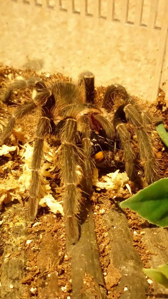 L.parahybana Juvi