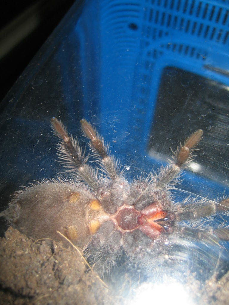 L.Parahybana looks Male