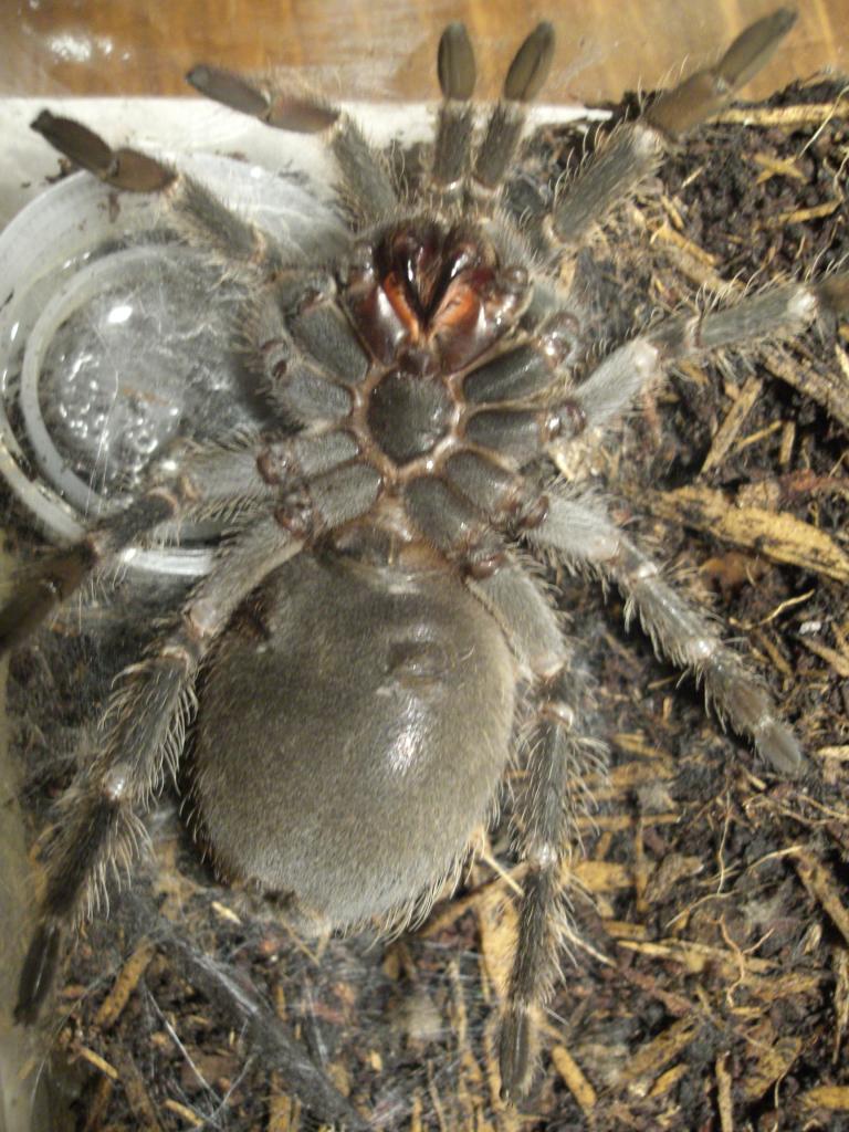 L.Parahybana Male/Female?