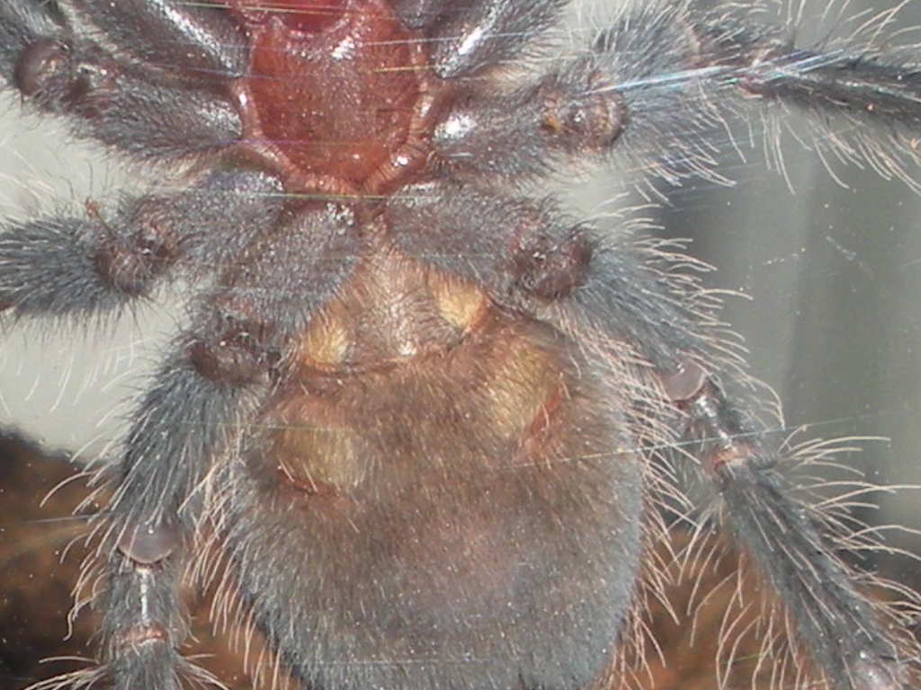 L. Parahybana, Male Or Female Anyone?