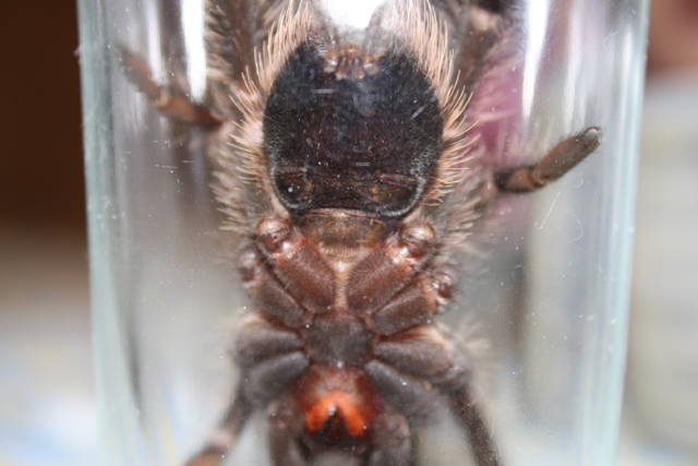 L. Parahybana Male Or Female  ???