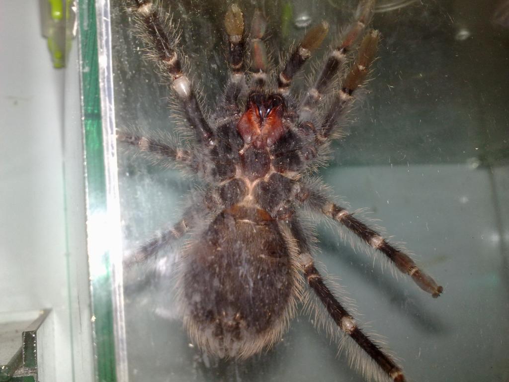 L.parahybana male or female ?