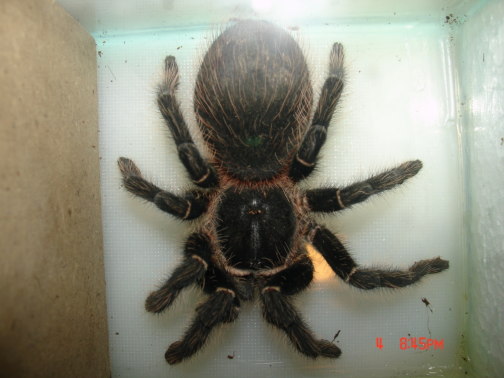 L. Parahybana Male or Female?