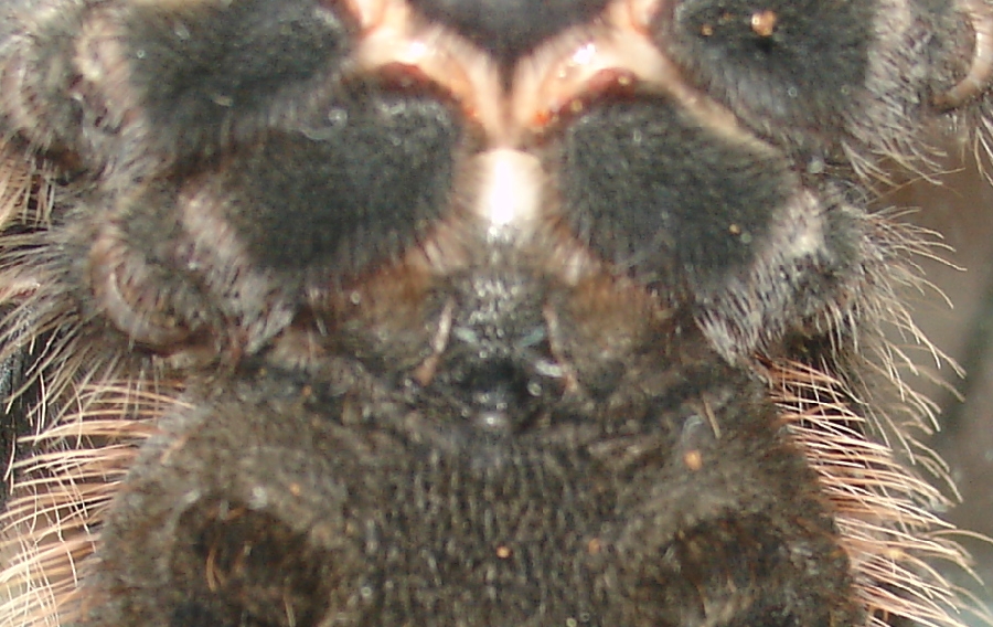 L. Parahybana Male or Female?