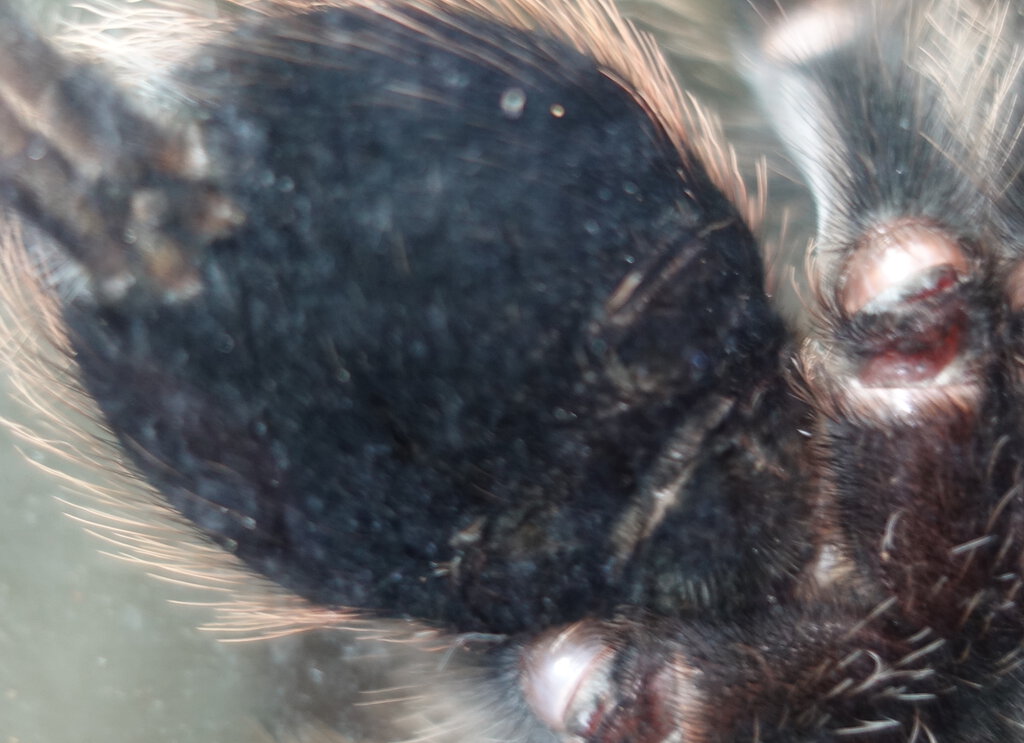 L. Parahybana (Part 2)