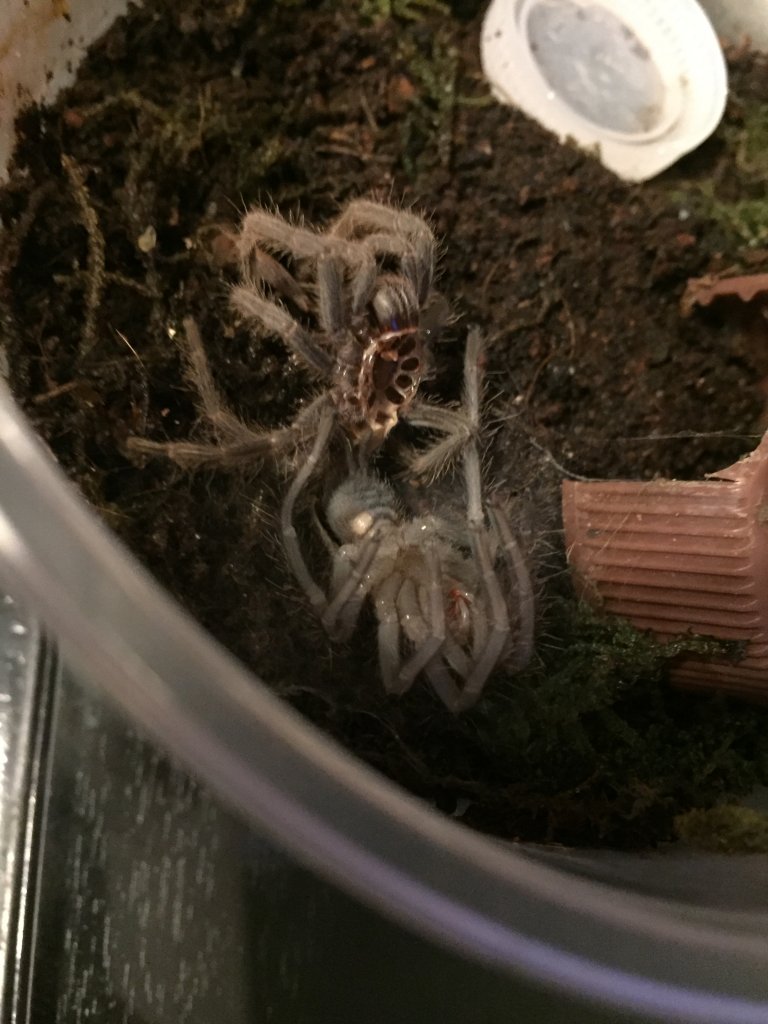 L. parahybana Sling Molting