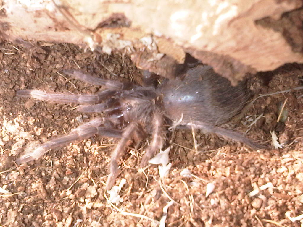 L parahybana sling pre-molt